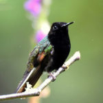 Birding hotspots in Costa Rica